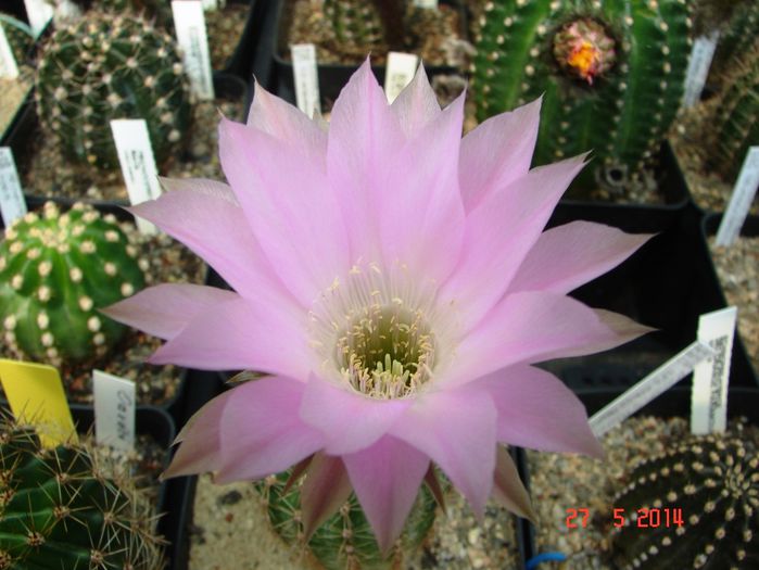 DSC07271