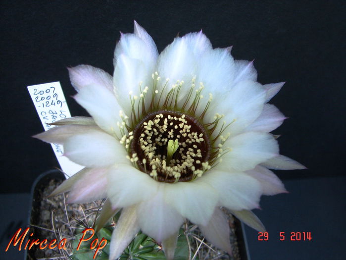 DSC07323 - 2014 Mai