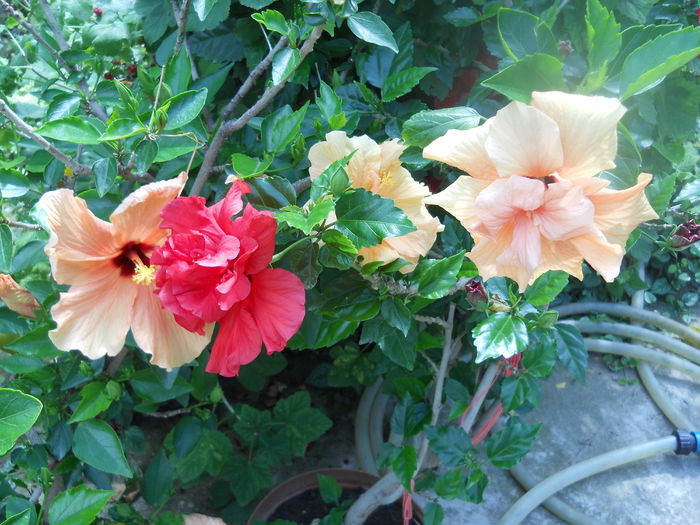 DSCN6597 - A36 VARA 2014