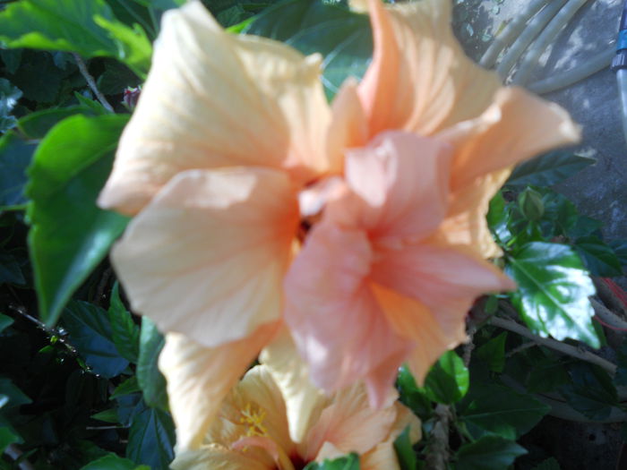 DSCN6598 - A36 VARA 2014