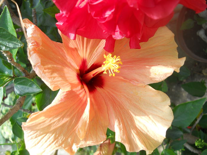 DSCN6599 - A36 VARA 2014