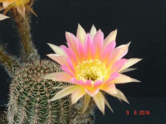 DSC07506 - 2014 Iunie