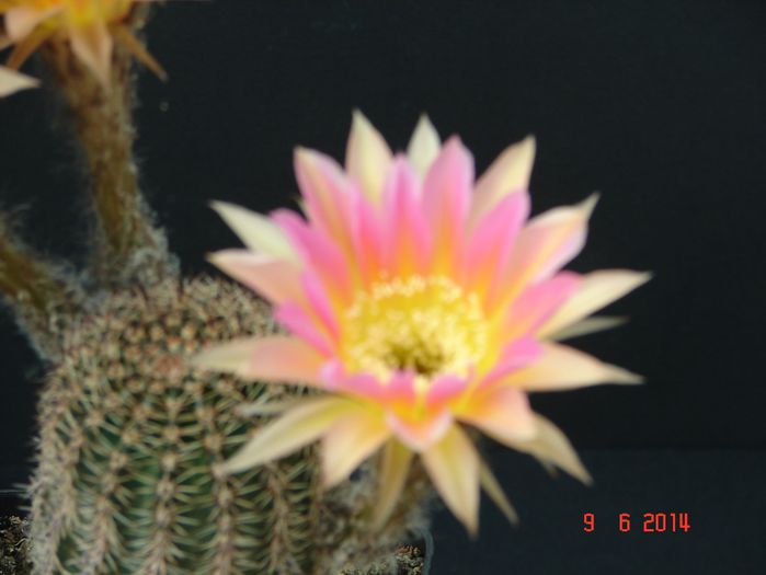 DSC07507