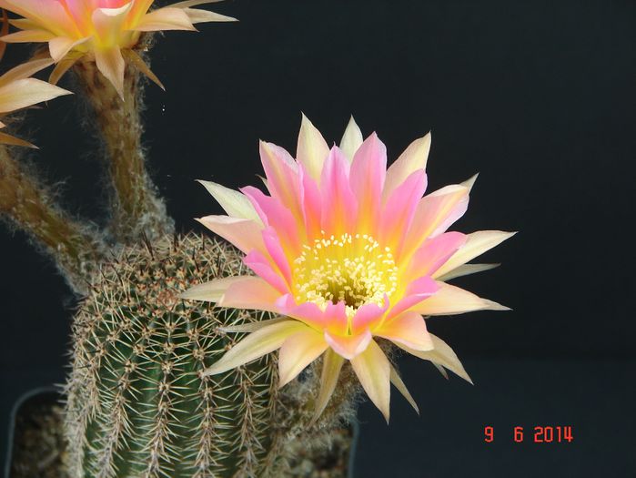 DSC07508 - 2014 Iunie