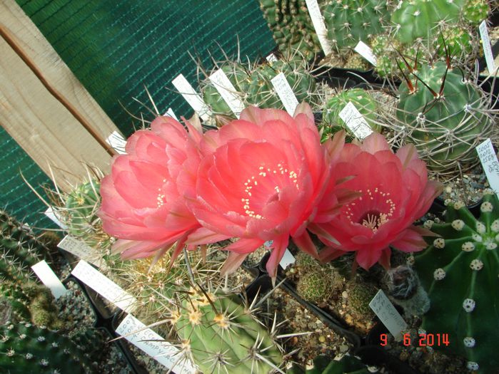 DSC07518