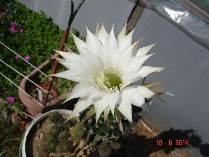 DSC07562 - 2014 Iunie
