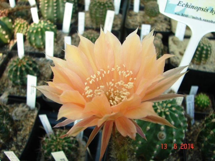 DSC07584
