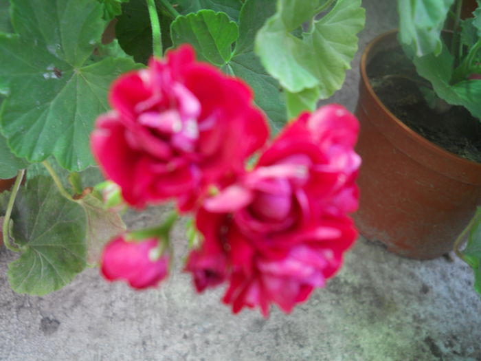 DSCN6610 - A36 VARA 2014
