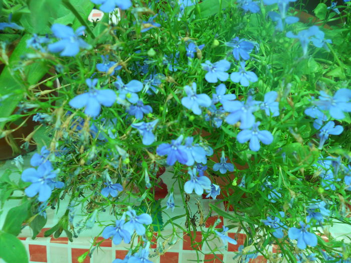 DSCN6612 - A36 VARA 2014