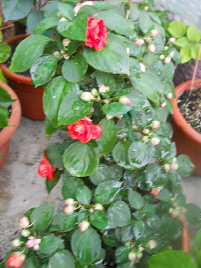 DSCN6669 - A36 VARA 2014