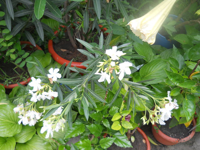 DSCN6670 - A36 VARA 2014