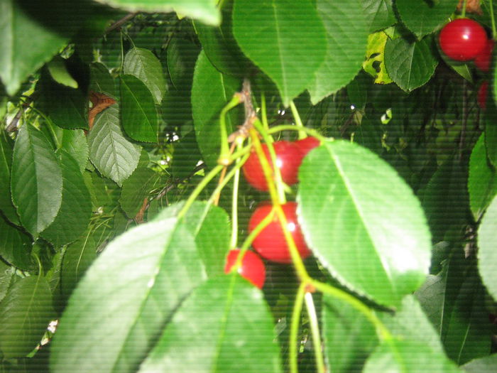 visine 001