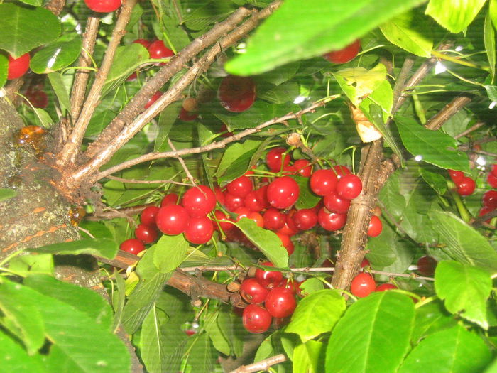 visine 003
