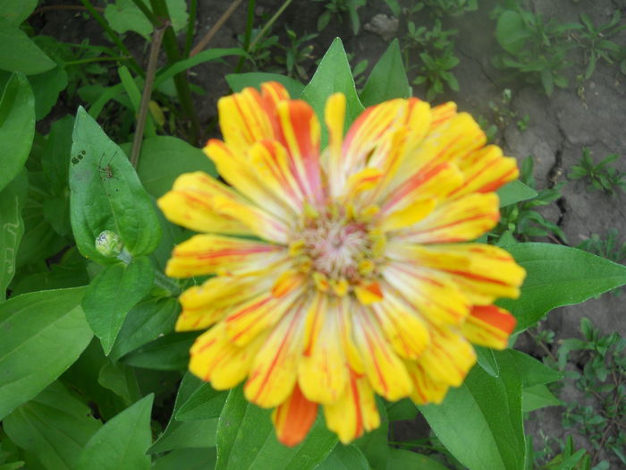 DSCN6683