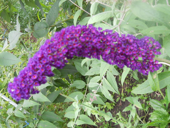 DSCN6686
