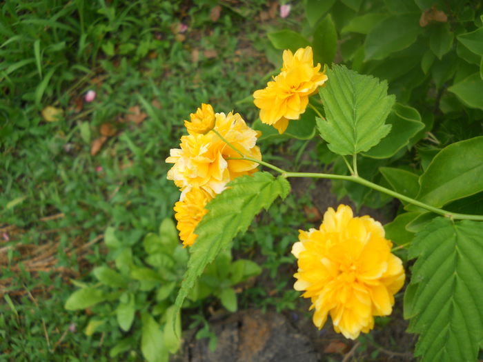 DSCN6689