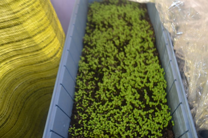 DSC_0380 - puieti paulownia