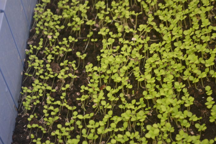 DSC_0382 - puieti paulownia