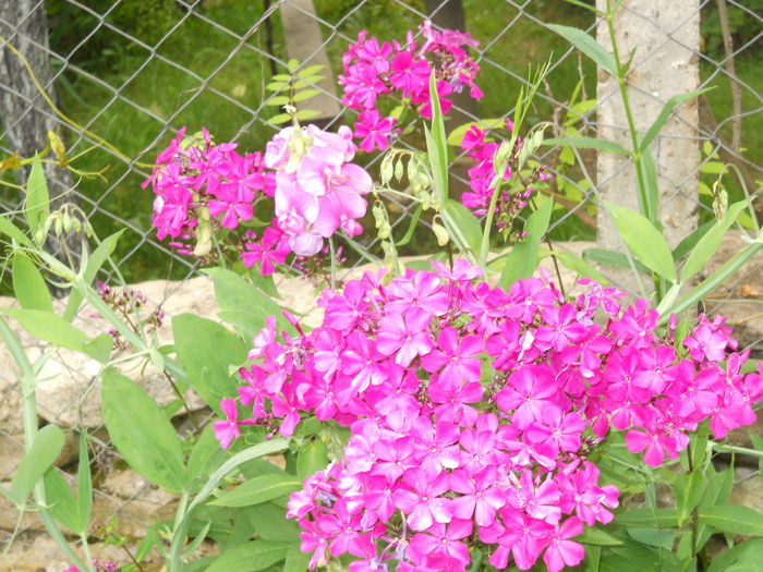 DSCN6695