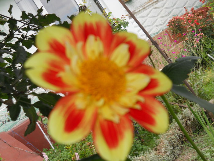 DSCN6700