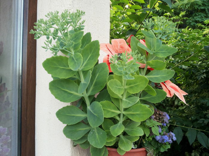 20140705_203346 - suculente