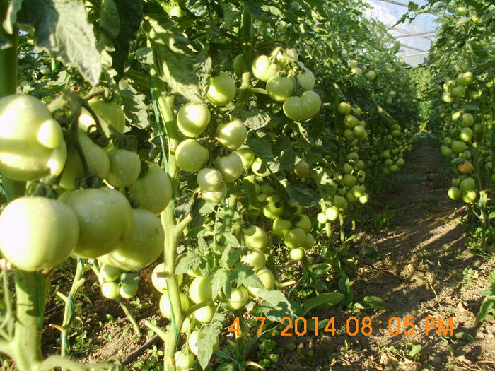 DSCI1752; Fenomen F1
