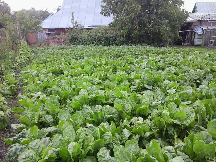 2014-06-28 18.25.17 - In gradina 2014-2015