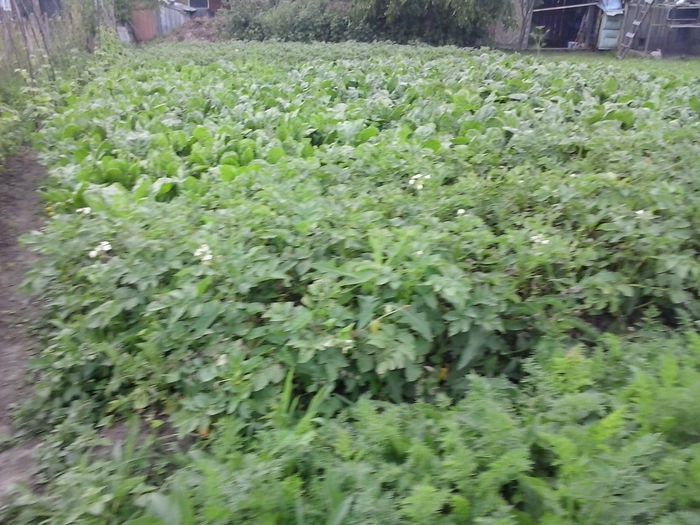 2014-06-28 18.25.41 - In gradina 2014-2015