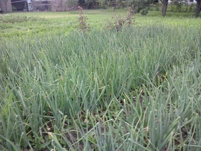 2014-06-28 18.26.34 - In gradina 2014-2015