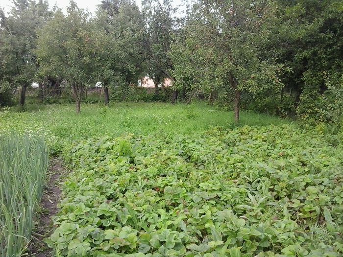 2014-06-28 18.26.47 - In gradina 2014-2015