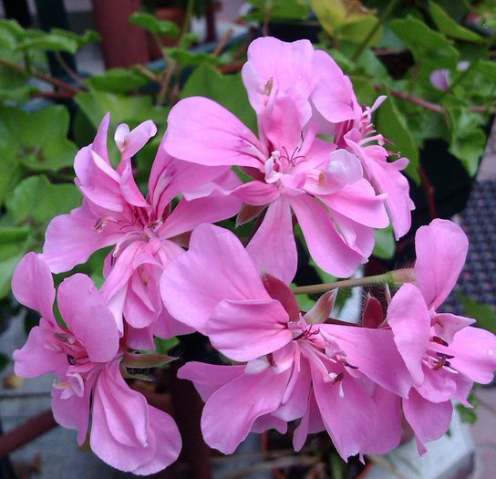 IMG_20140709_092217 - FLORI