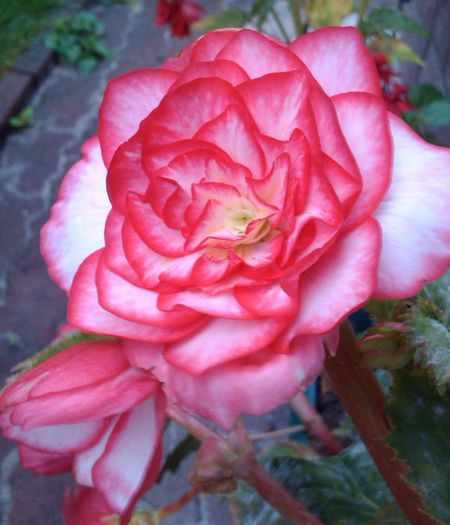 IMG_20140709_091929 - FLORI