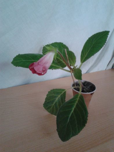 20140709_182500 - gloxinia 2014