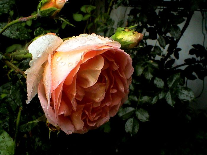 Abraham Darby (1) - Abraham Darby