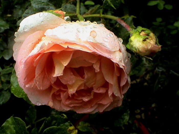 Abraham Darby (4)