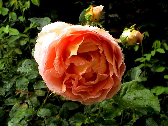 Abraham Darby (2) - Abraham Darby