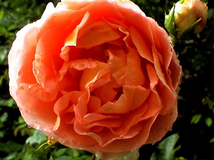 Abraham Darby - Abraham Darby