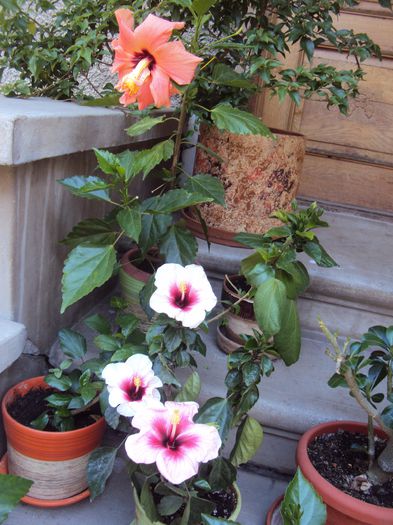 DSC00002 - Hibiscus