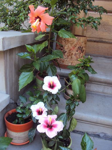 DSC00003 - Hibiscus