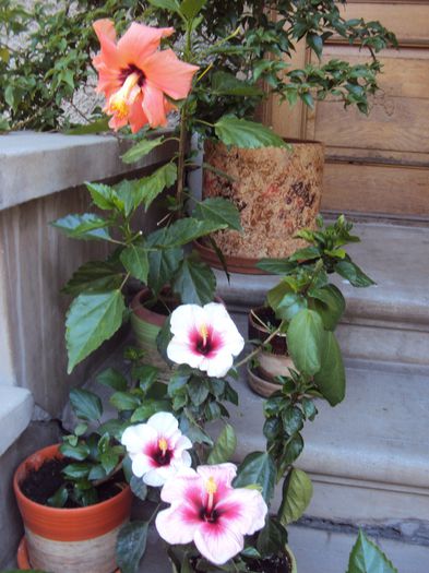 DSC00004 - Hibiscus