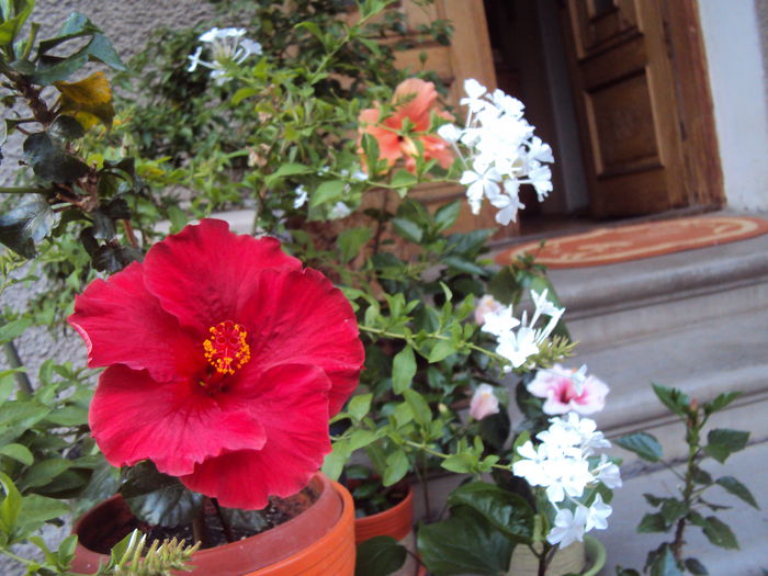 DSC00005 - Hibiscus