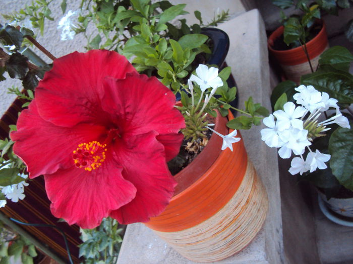 DSC00007 - Hibiscus