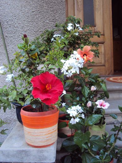 DSC00019 - Hibiscus