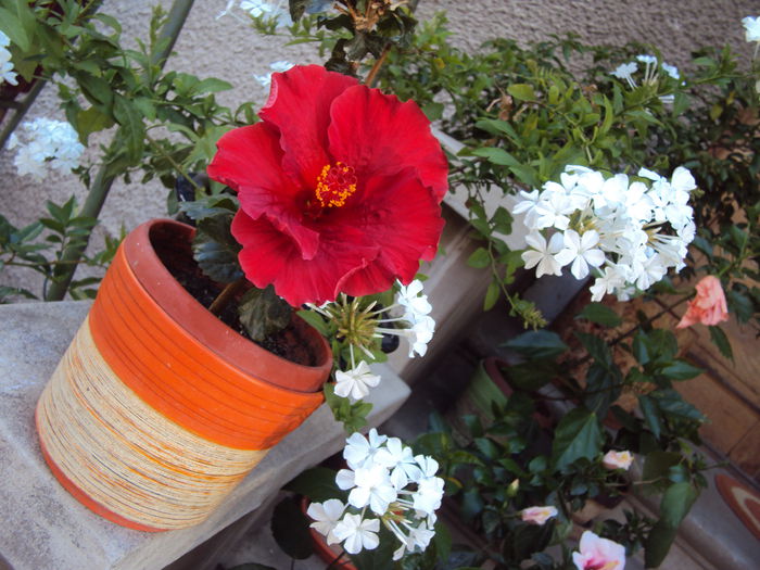 DSC00079 - Hibiscus
