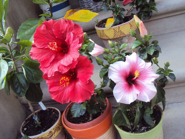 DSC09398 - Hibiscus