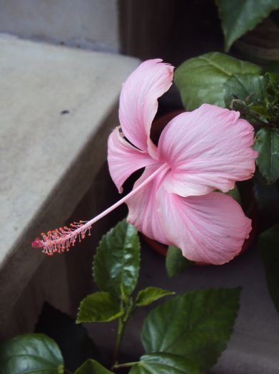 DSC09399 - Hibiscus