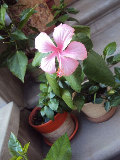 DSC09400 - Hibiscus