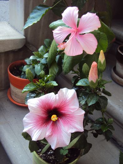 DSC09401