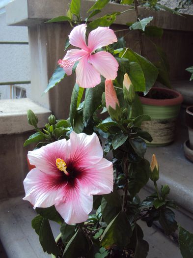 DSC09403 - Hibiscus