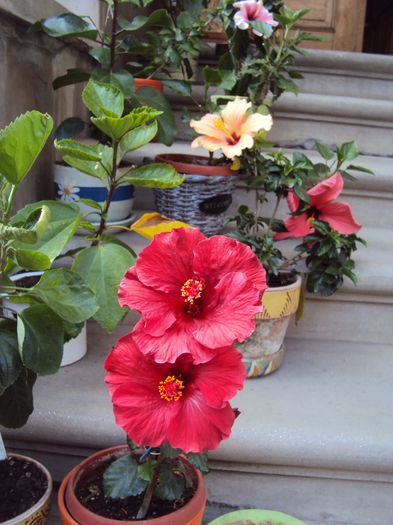 DSC09431 - Hibiscus
